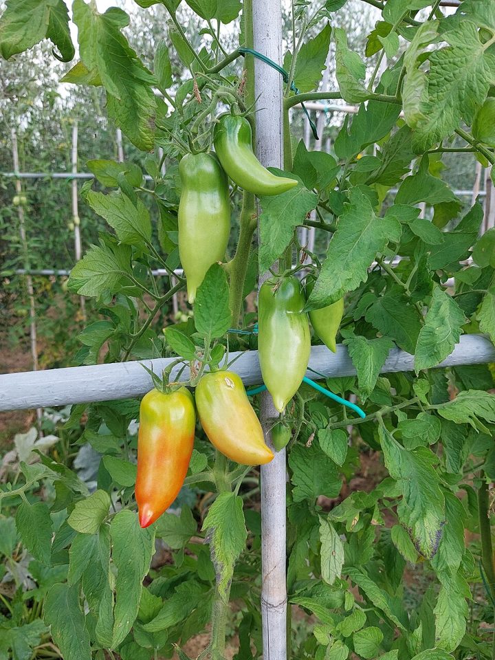 San Marzano DOP tomatoes