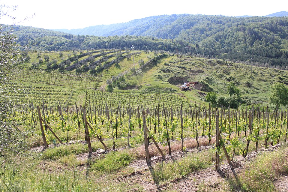 Chianti vineyards